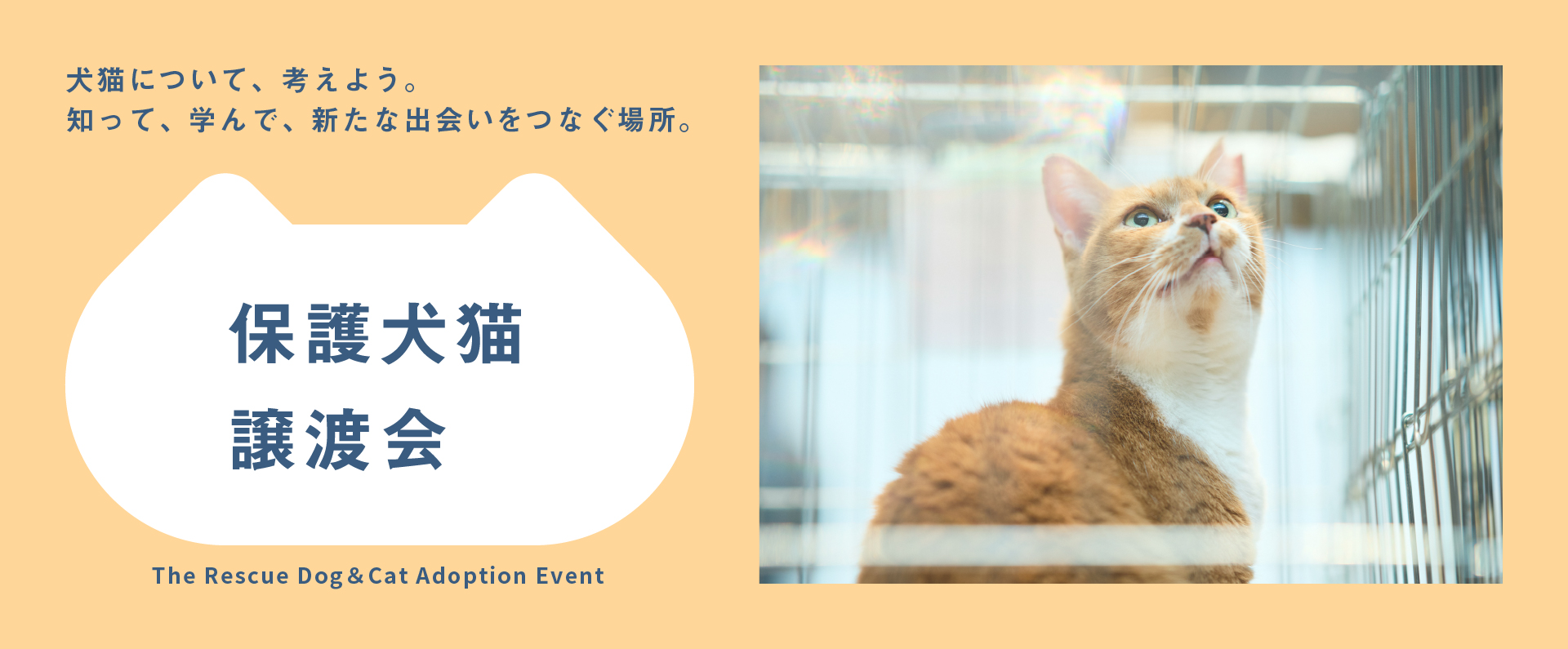 パナソニック 保護犬猫譲渡会のメインビジュアルです。猫が写っています。犬猫について、考えよう。知って、学んで、新たな出会いをつなぐ場所。