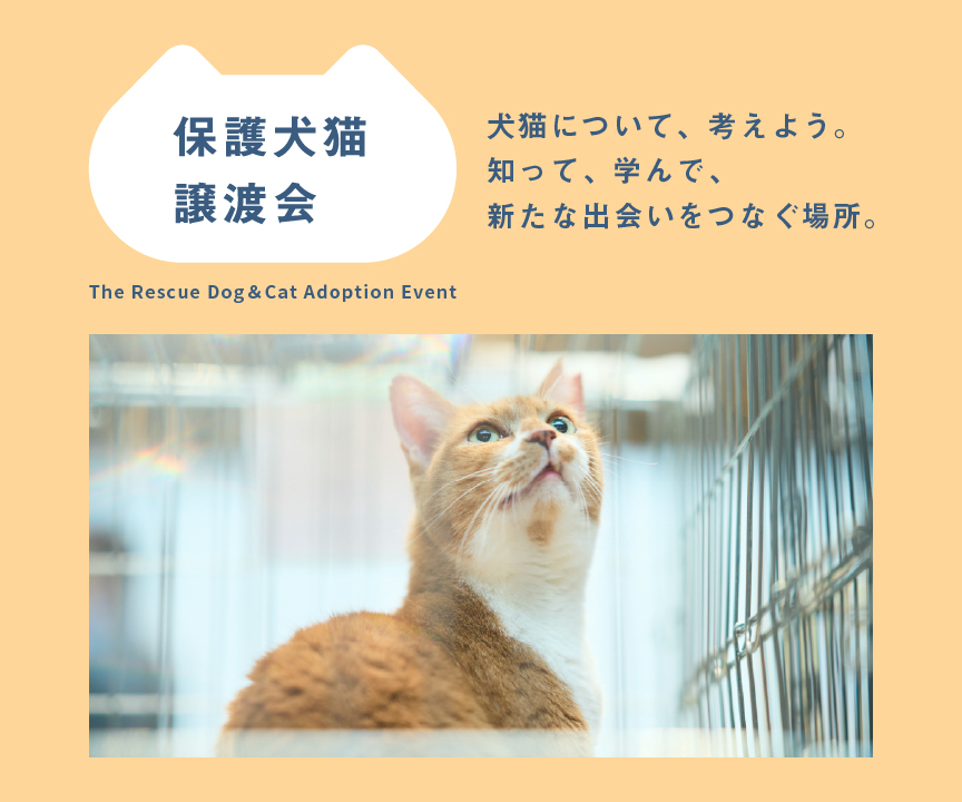 パナソニック保護犬猫譲渡会のメインビジュアルです。猫が写っています。犬猫について、考えよう。知って、学んで、新たな出会いをつなぐ場所。