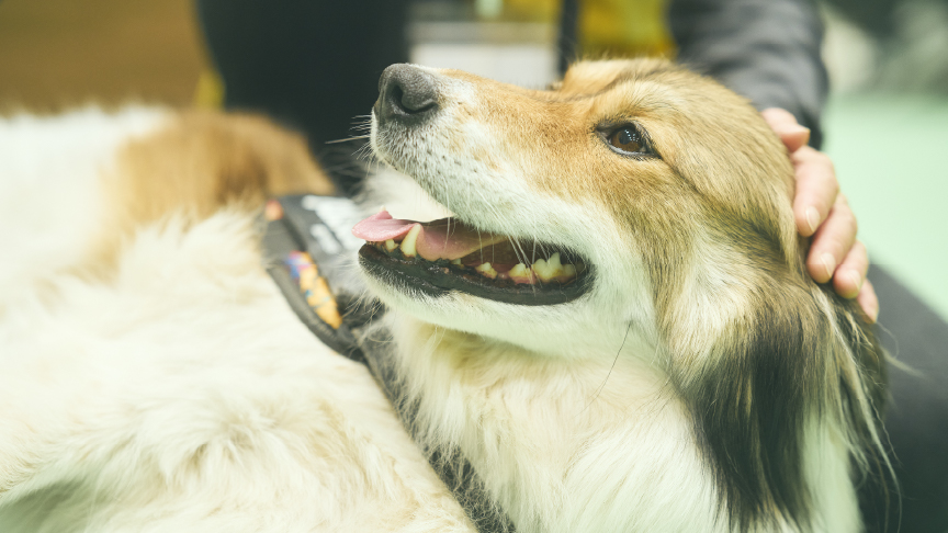 保護犬と来場者が触れ合っている写真です