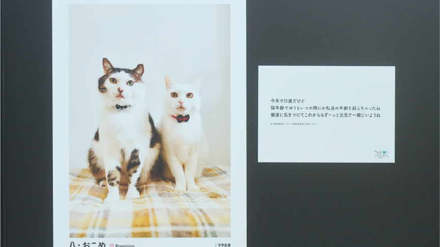 写真展で飾られている、元保護猫の今の姿を撮った写真です