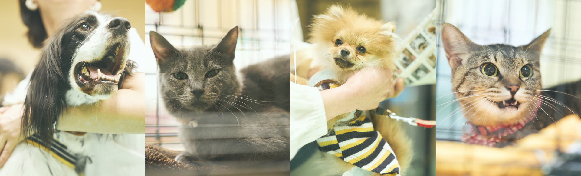 譲渡会コーナーのイメージ画像です。