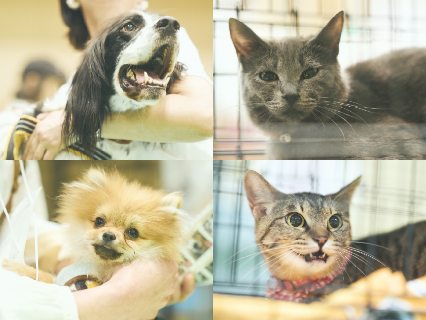 譲渡会コーナーのイメージ画像です。