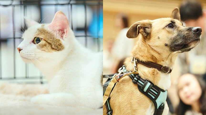 保護犬猫のイメージ画像です。