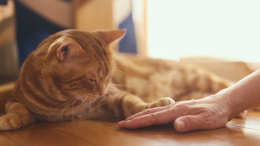 保護猫とご家族が一緒に暮らしているイメージの写真です