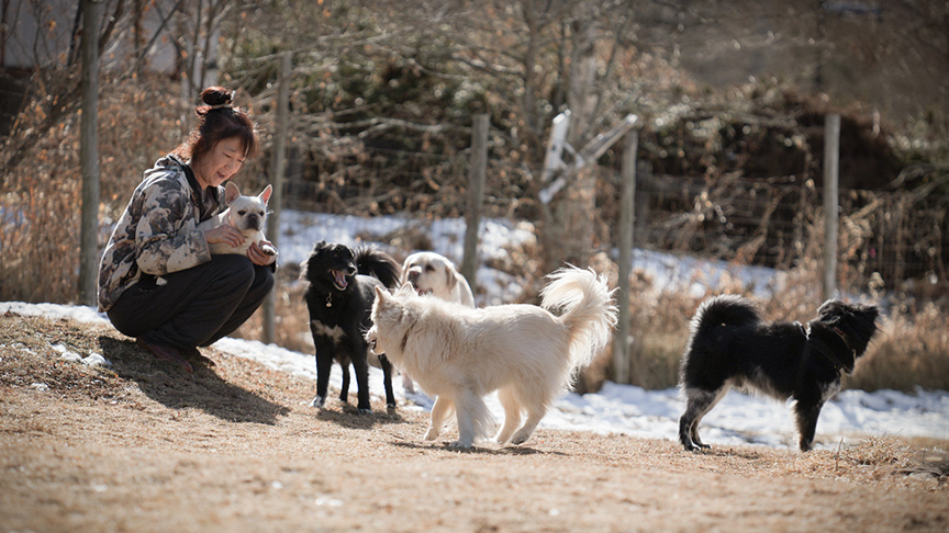 「元保護犬たちと行く八ヶ岳の旅」の展示写真の一部です。