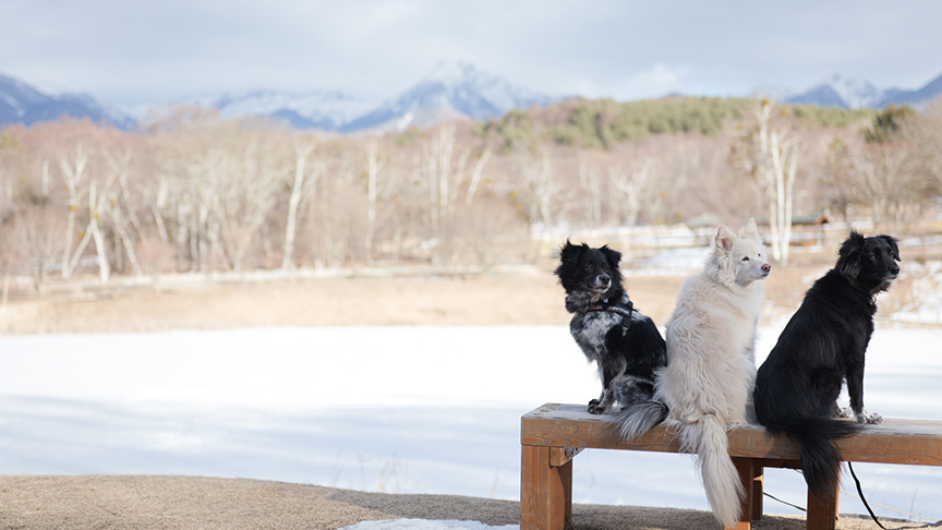 「元保護犬たちと行く八ヶ岳の旅」の展示写真の一部です。