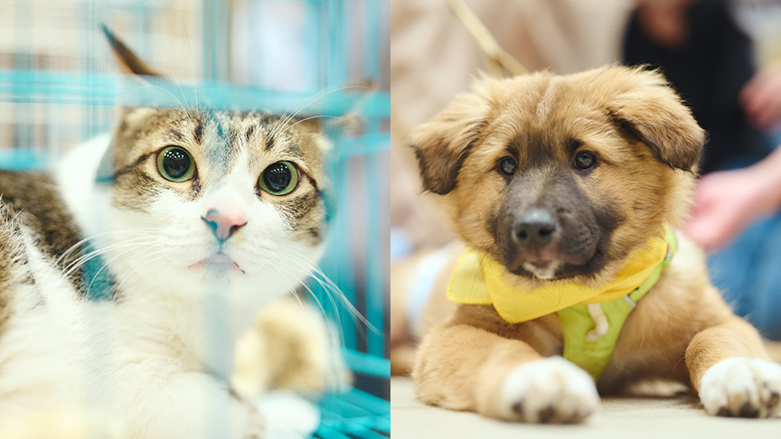 「保護犬猫の里親募集情報」コーナーのイメージです。