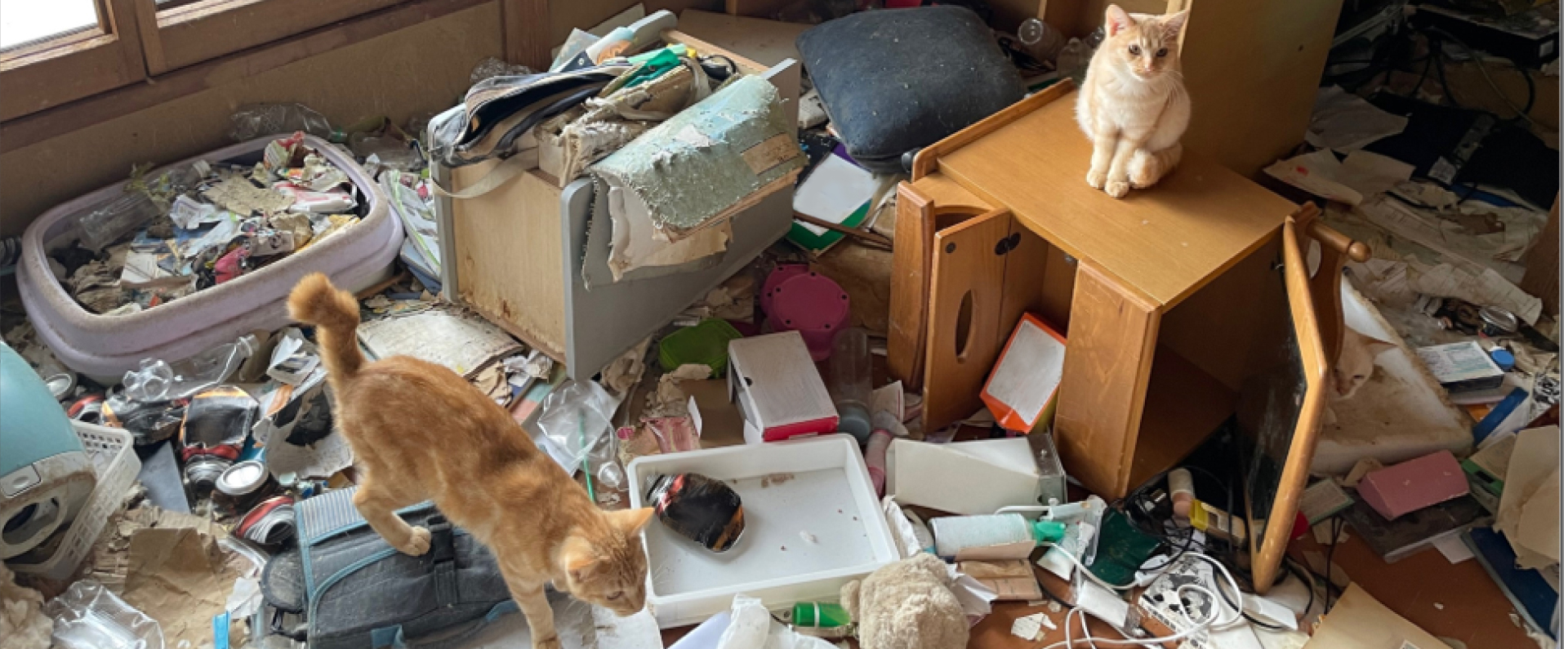 「保護された犬猫たち」の展示写真の一部です。