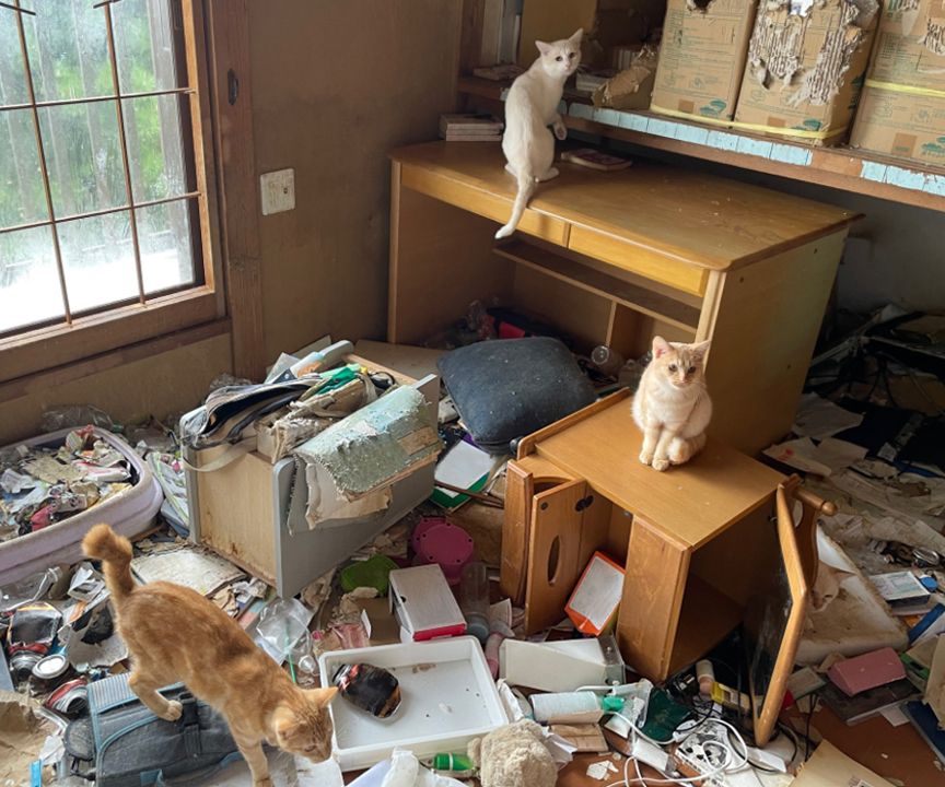 「保護された犬猫たち」の展示写真の一部です。