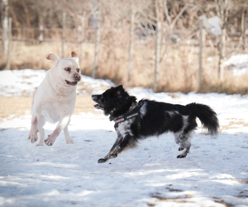 「元保護犬たちと行く八ヶ岳の旅」の展示写真の一部です。