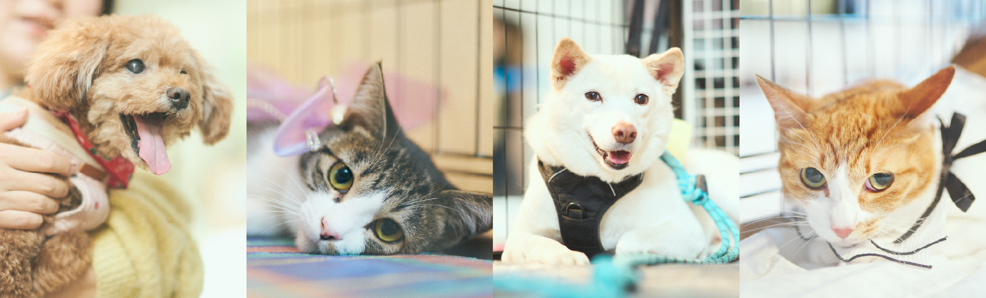 譲渡会コーナーのイメージ画像です。