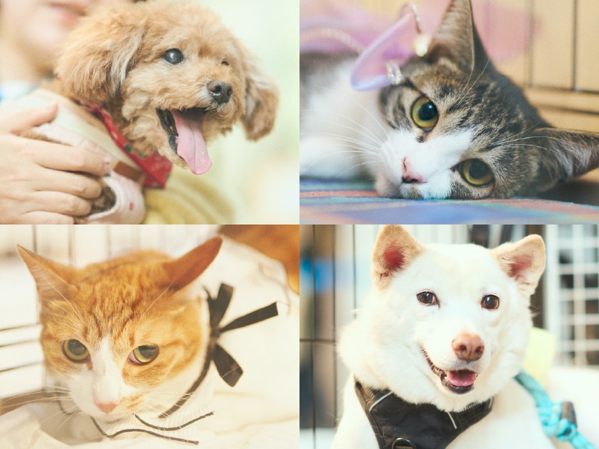 譲渡会コーナーのイメージ画像です。