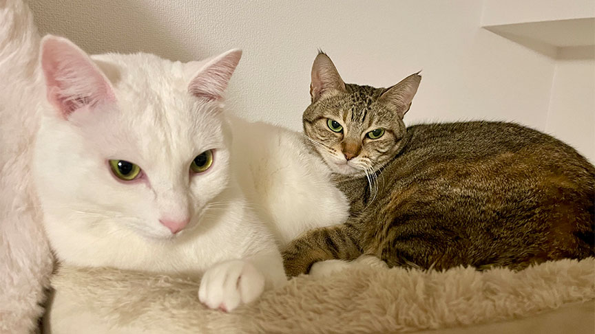 すーちゃんとあんみつくんのお迎え記事のバナー画像です。