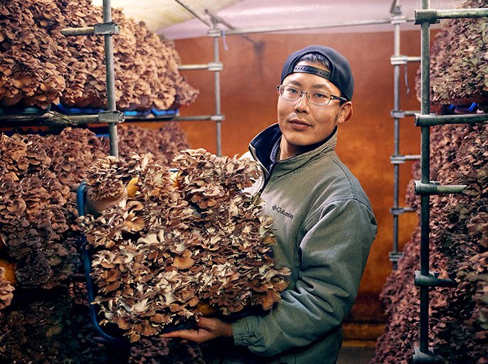 こだわりのまいたけを「はやうま冷凍」