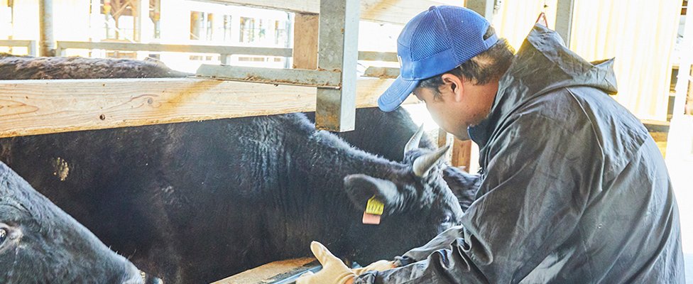 写真：牛の飼育の様子
