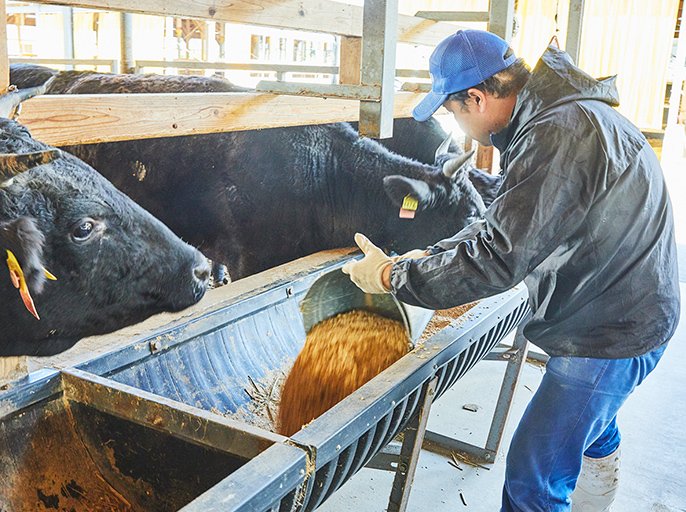 写真：牛の飼育の様子