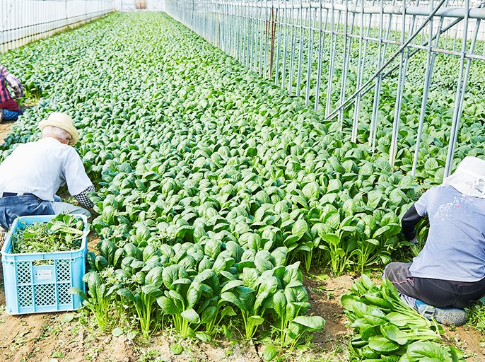 写真：小松菜栽培の様子