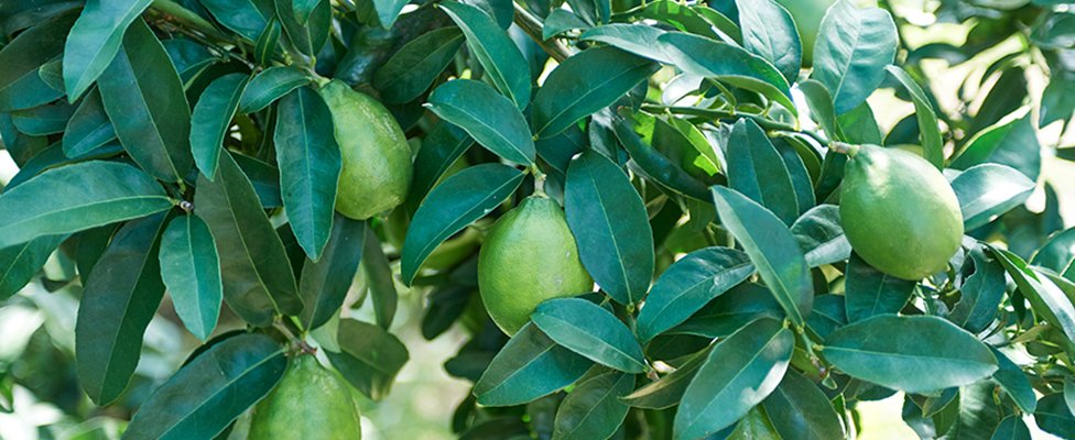 写真：グリーンレモン