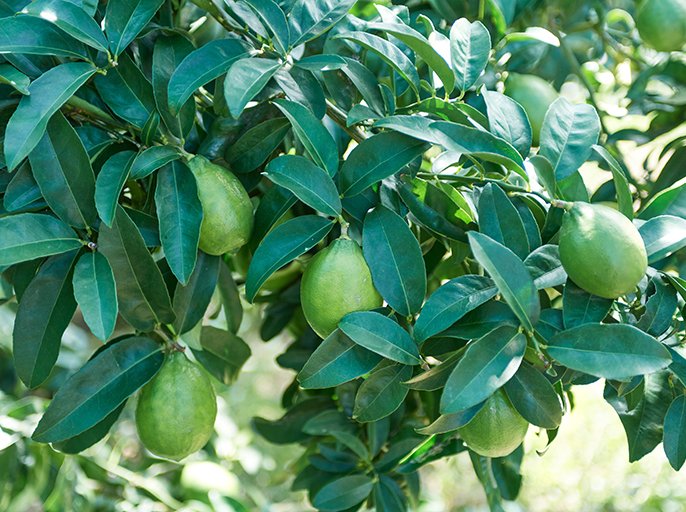 写真：グリーンレモン