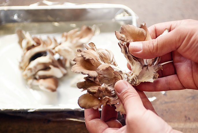 写真：まいたけをちぎっているいるようす