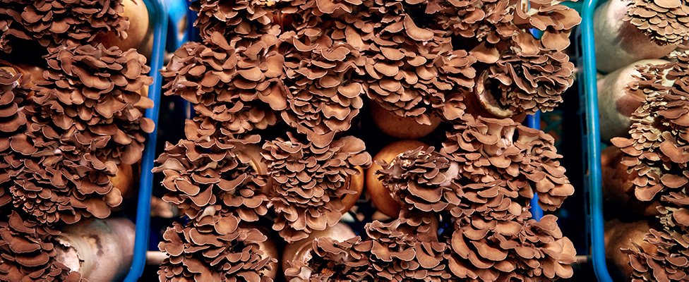 写真：まいたけ