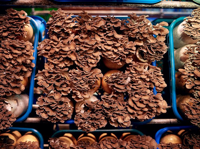 写真：まいたけ