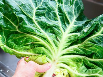 キャベツの外葉