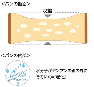 パンの断面イメージ、収縮している。パンの内部、水分子がデンプンの鎖の外側に出ていく＝「老化」