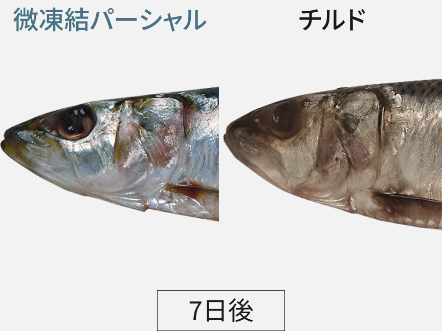 画像：微凍結パーシャルとチルドの、7日後のイワシの色の比較