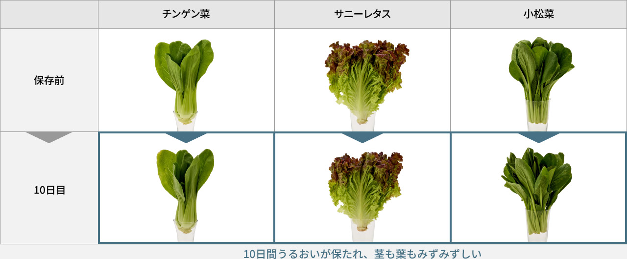 画像：保存前と10日間保存した野菜の比較表。どの葉野菜も、10日間うるおいが保たれ、茎も葉もみずみずしい。
