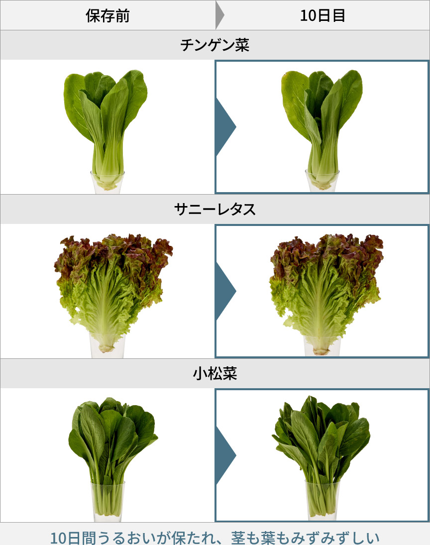 画像：保存前と10日間保存した野菜の比較表。どの葉野菜も、10日間うるおいが保たれ、茎も葉もみずみずしい。