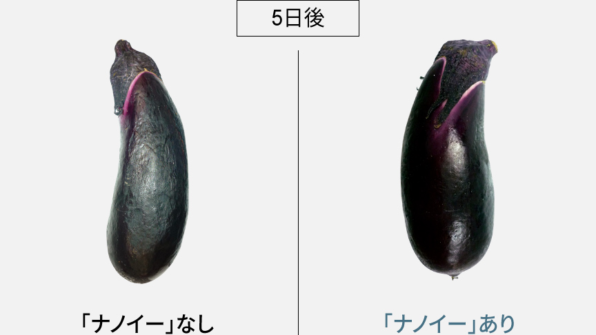 ナノイーなしのなすは表面にシワが目立つ、ナノイーありのなすはツヤがある