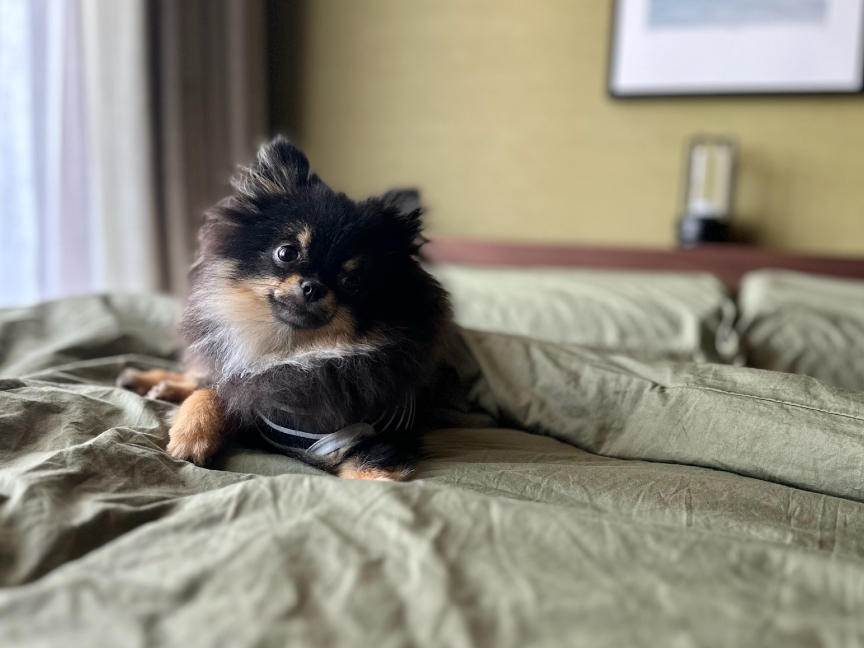 写真：小林さんの飼い犬