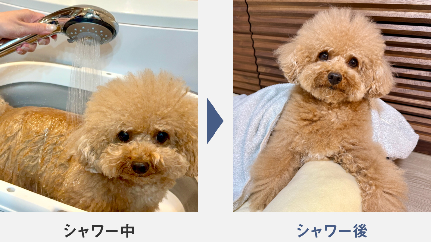 もふもふのハルさんの愛犬のシャワー中・シャワー後の写真