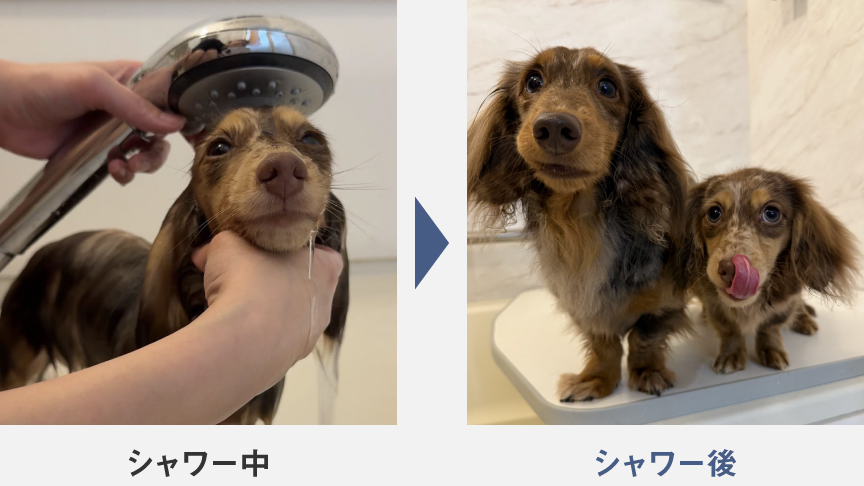 hina_king_earl_iceさんの愛犬のシャワー中・シャワー後の写真