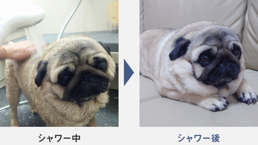 パグの福ちゃんさんの愛犬のシャワー中・シャワー後の写真