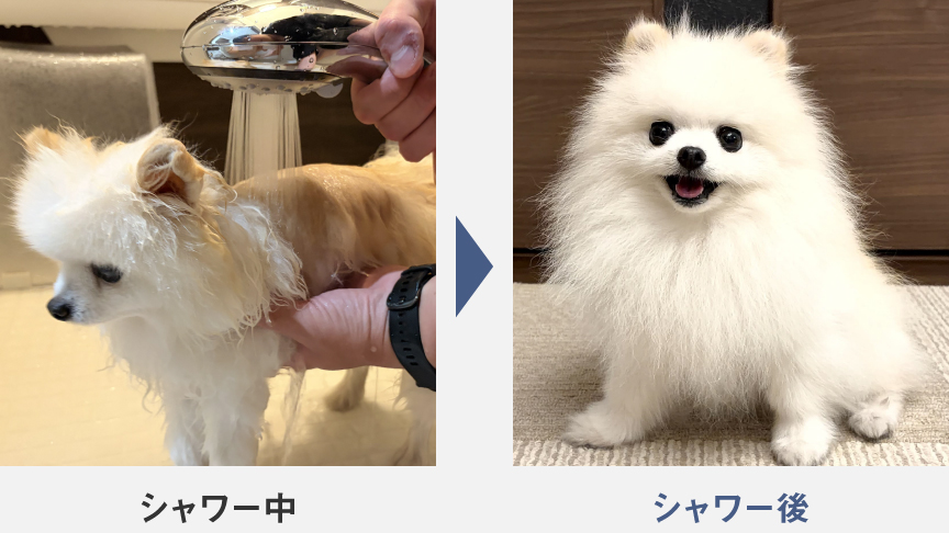 ピピちゃんさんの愛犬のシャワー中・シャワー後の写真
