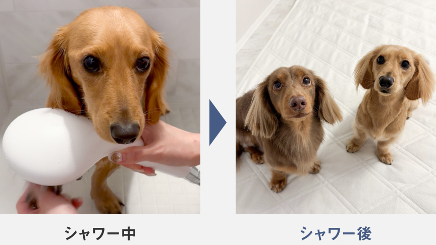 くくよよさんの愛犬のシャワー中・シャワー後の写真