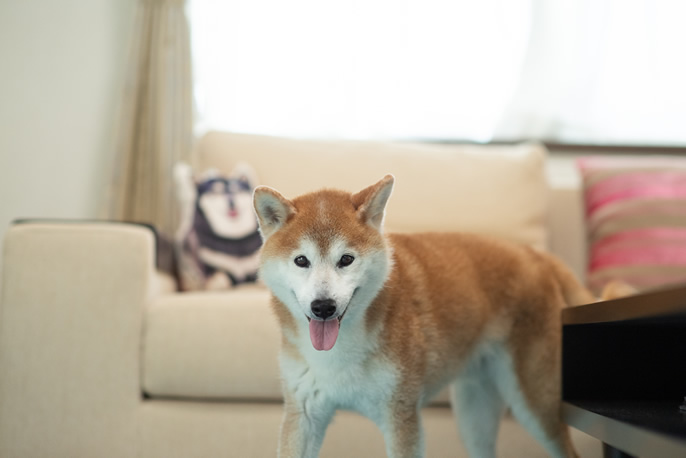 リビングのソファの前に立っている柴犬の写真です。