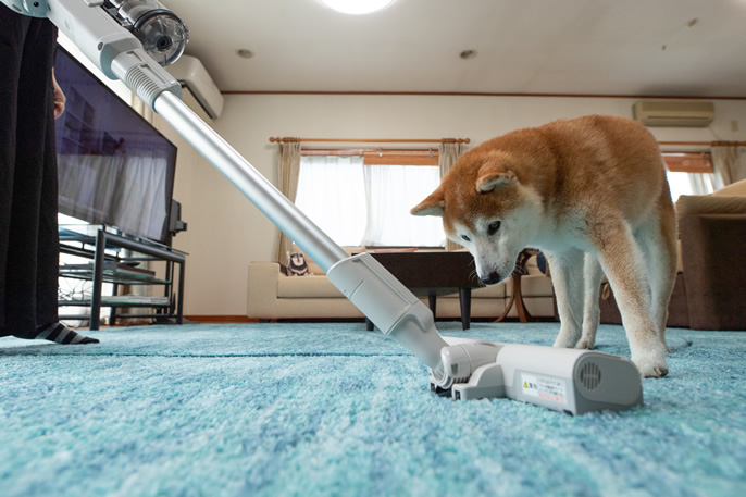 じゅうたんを掃除しているパワーコードレスをのぞき込んでいる柴犬の写真です。
