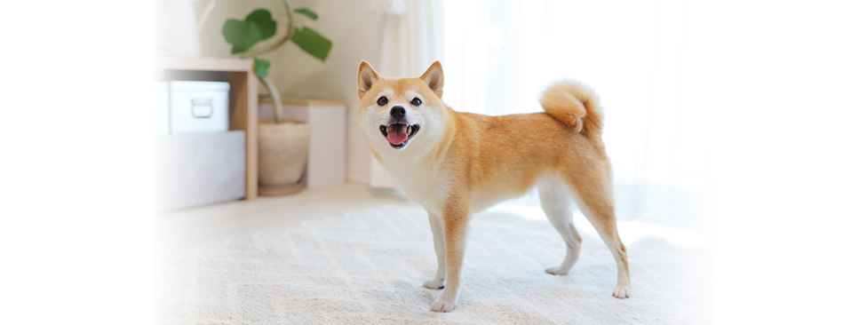 リビングのカーペットの上に立っている柴犬の写真です。