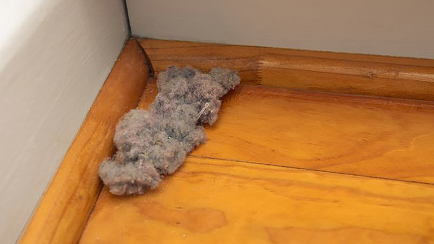 写真：掃除機の吸引力