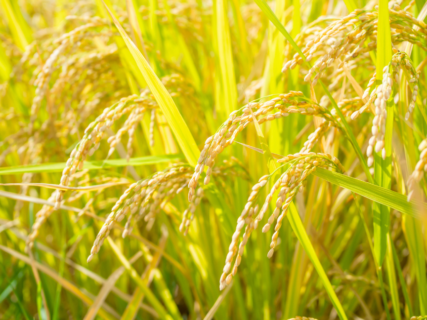 稲の画像です。