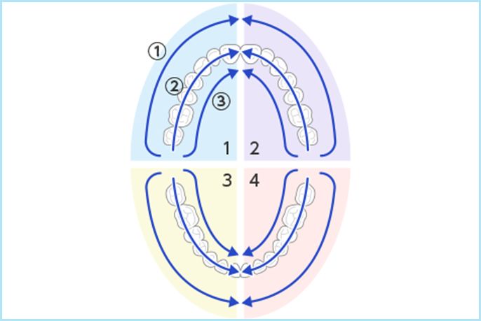 ①歯の表側②噛み合わせ面③歯の裏側