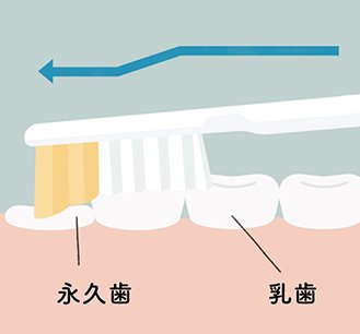 乳歯と比べてまだ高さが低い永久歯にもブラシがしっかり届く