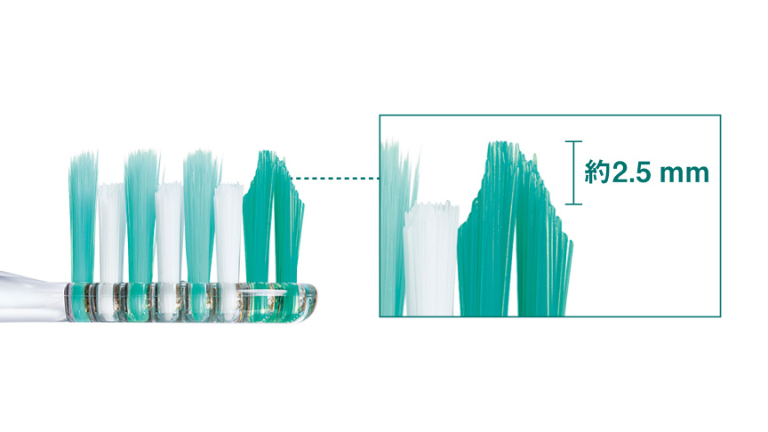 歯ブラシの毛の長さを示すクローズアップ 約2.5mm