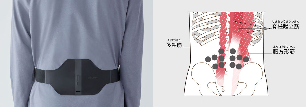 多裂筋　脊柱起立筋　腰方形筋