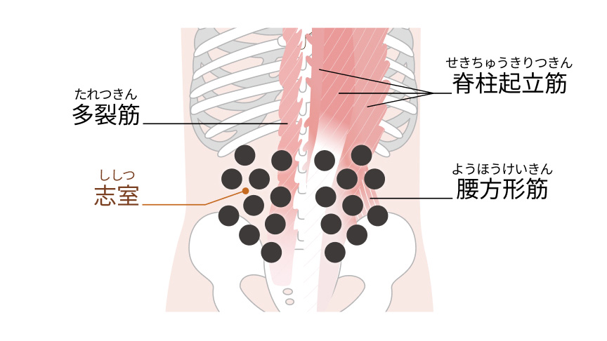 多裂筋 志室 脊柱起立筋 腰方形筋