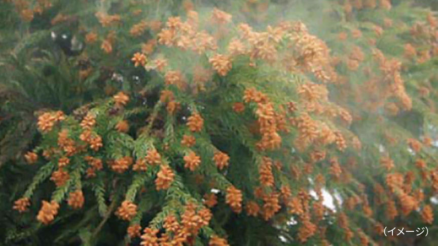 イメージ：スギ花粉