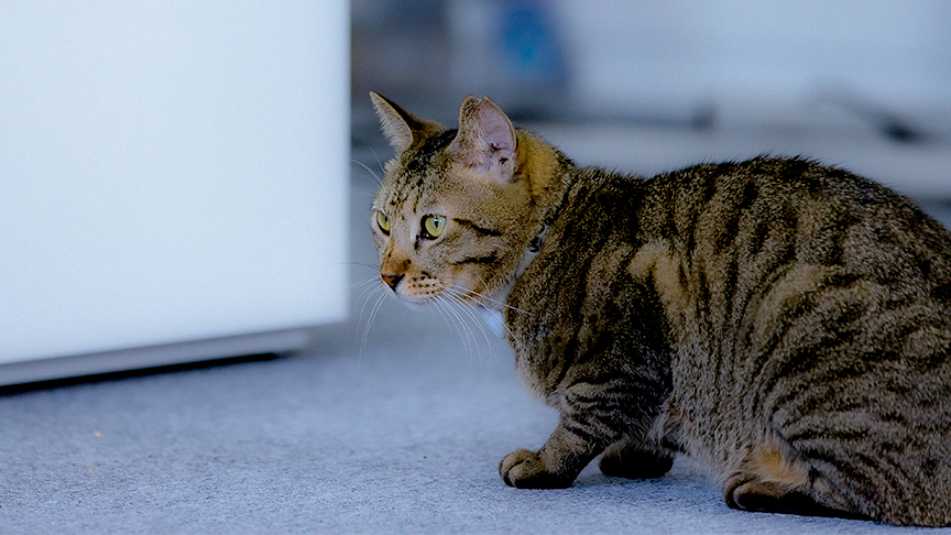 動物病院の先生たちもおすすめしていることを伝える、猫が歩いているイメージ画像です。